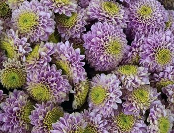 Посмотрим и на отдел Срезанных цветов!